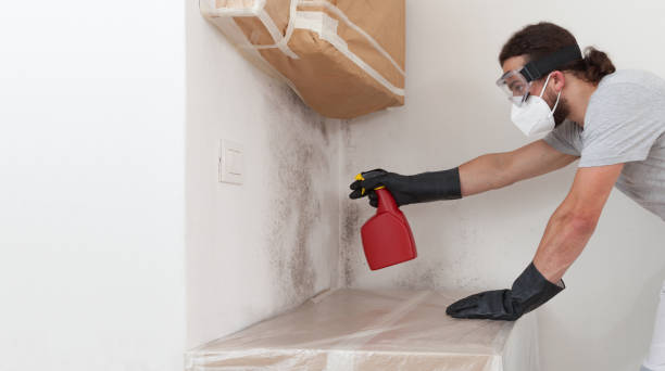 Professional Black Mold Removal technician working in Wauconda, IL