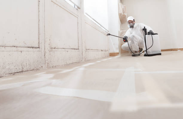 24/7 Emergency Black Mold Removal experts in Wauconda, IL