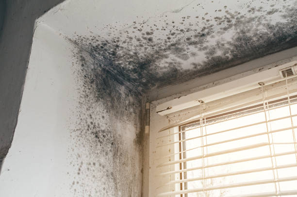 Trusted Black Mold Removal service in Wauconda, IL - Cheap Mold Removal